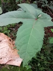 Abelmoschus esculentus