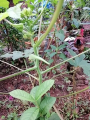 Abelmoschus esculentus