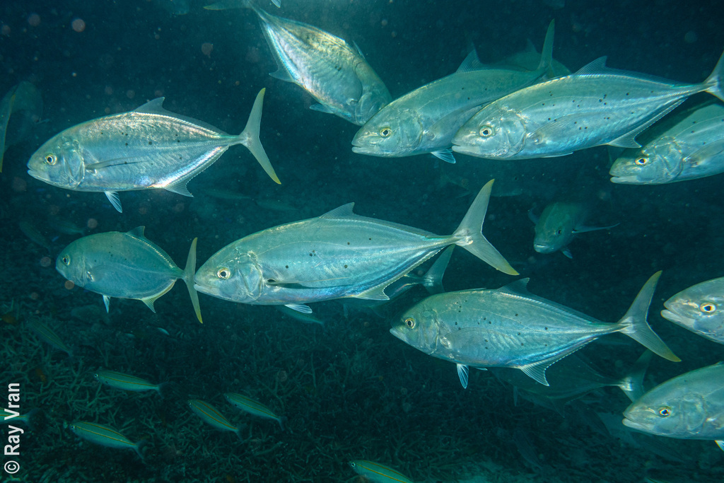 bludger (Turrum gymnostethus) - Marine Life Identification