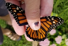 Danaus plexippus