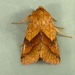 Purple-lined Sallow - Photo (c) Dick, some rights reserved (CC BY-NC-SA)