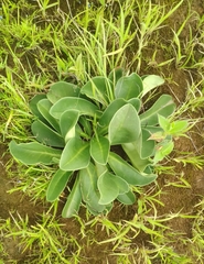 Euphorbia khandallensis