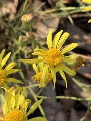 Senecio laevigatus