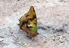 Charaxes candiope