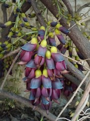 Mucuna sempervirens