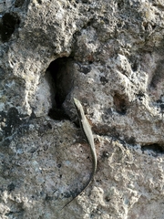 Podarcis muralis
