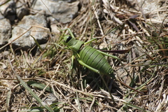 Ephippiger perforatus