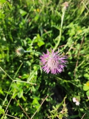 Galactites tomentosus