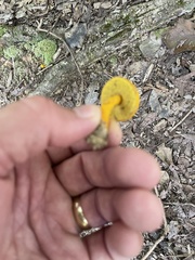 Aureoboletus auriflammeus