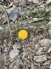 Aureoboletus auriflammeus