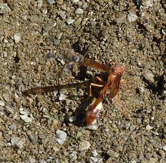 Belonogaster lateritia