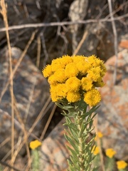 Phymaspermum athanasioides