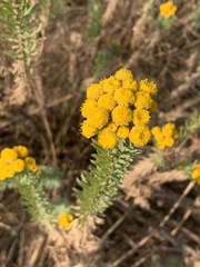 Phymaspermum athanasioides
