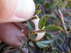 Indigofera oxalidea