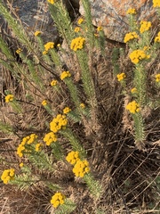 Phymaspermum athanasioides