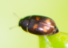 Litargus tetraspilotus