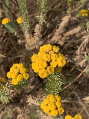 Phymaspermum athanasioides