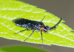 Schizocerella pilicornis