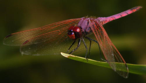 Violet Dropwing