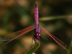 Trithemis annulata annulata
