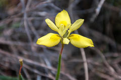 Moraea papilionacea