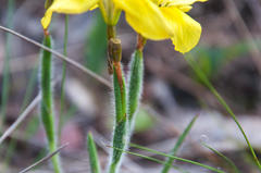Moraea papilionacea
