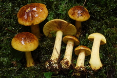 Cortinarius meinhardii