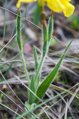 Moraea papilionacea