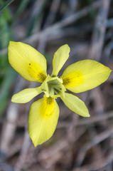 Moraea papilionacea