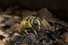 Myathropa florea