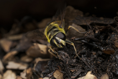 Myathropa florea