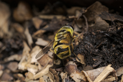 Myathropa florea