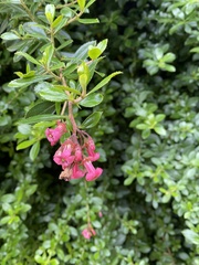 Escalloniaceae
