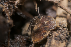 Mycetophilidae