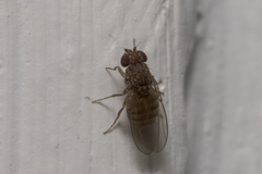 Drosophilidae