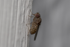Drosophilidae