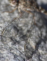 Crocothemis saxicolor