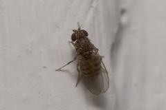 Drosophilidae