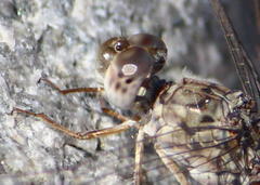Crocothemis saxicolor