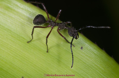Dolichoderus attelaboides