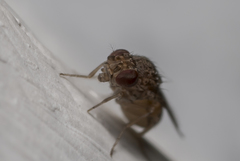 Drosophilidae