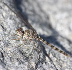 Crocothemis saxicolor