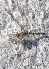 Crocothemis saxicolor