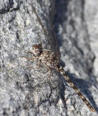 Crocothemis saxicolor