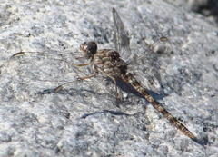 Crocothemis saxicolor