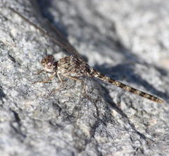 Crocothemis saxicolor