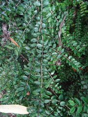 Lonicera ligustrina