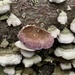 Trichaptum abietinum - Photo (c) pulmat,  זכויות יוצרים חלקיות (CC BY-NC), הועלה על ידי pulmat