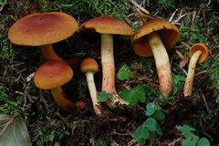 Cortinarius lignicola