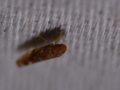 Erythroneura rubra